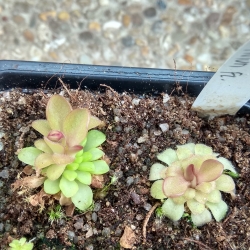 Pinguicula laueana Geranium Flower