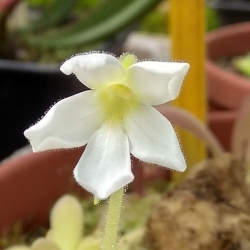 Pinguicula moranensis white 