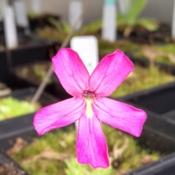 Pinguicula moranensis white x P. laueana 