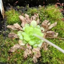 Pinguicula gypsicola x Pinguicula ,Sethos, KC