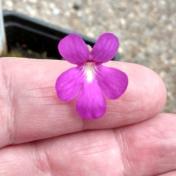 Pinguicula gypsicola x Pinguicula ,Sethos, KC