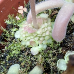 Pinguicula laueana SP3