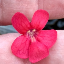 Pinguicula laueana SP3