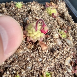 Pinguicula laueana tricolor