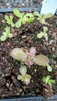 Pinguicula laueana,,Yelow-orange Flower,,