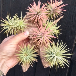 Tillandsia ionantha var. rubra