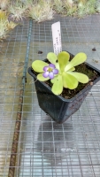 Pinguicula agnata,, Small Leaf,,