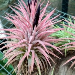 Tillandsia ionantha var. rubra