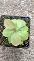 Pinguicula,Weser,