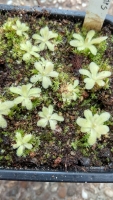 Pinguicula sp.Sumidero x Pinguicula gypsicola 