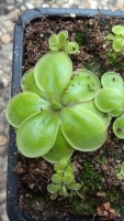 Pinguicula moranensis ,Orchidioides,