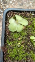 Pinguicula zecheri