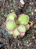 Pinguicula potosiensis