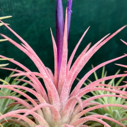 Tillandsia ionantha var. rubra