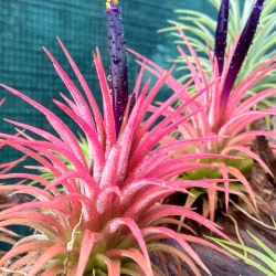 Tillandsia ionantha var. rubra