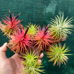 Tillandsia ionantha var. rubra