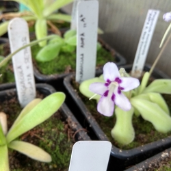 Pinguicula moranensis  ANPA-A 