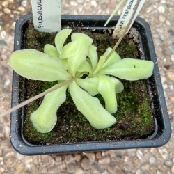 Pinguicula moranensis  ANPA-A 