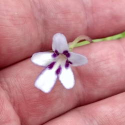 Pinguicula moranensis  ANPA-A 