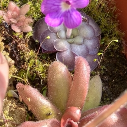 Pinguicula cyclosecta