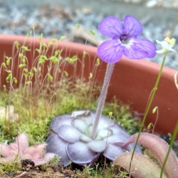 Pinguicula cyclosecta