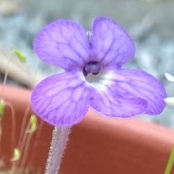 Pinguicula cyclosecta