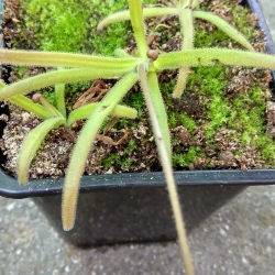 Pinguicula gypsicola x Pinguicula calderoniae