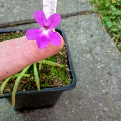 Pinguicula gypsicola x Pinguicula calderoniae