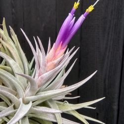 Tillandsia hondurensis 