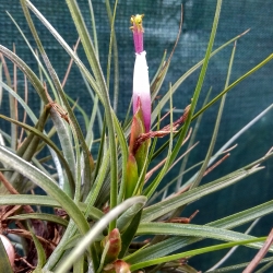 Tillandsia ,Sesca,