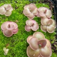 Pinguicula laueana x Pinguicula nivalis