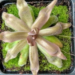 Pinguicula Red Starfisch 