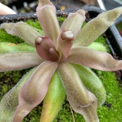 Pinguicula Red Starfisch 