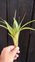 Tillandsia polystachia
