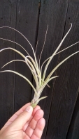 Tillandsia balbisiana