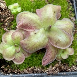 Pinguicula sp. ,, Guatemala,,  3100 m.n.m.