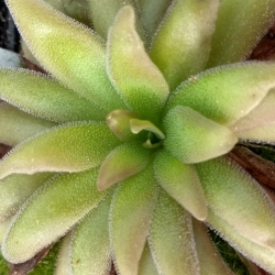 Pinguicula, Red Starfisch '