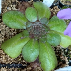 Pinguicula laueana Geranium Flower