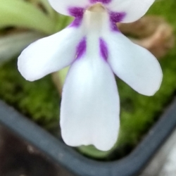 Pinguicula ANPA-A 