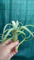 Tillandsia ,, Curly Slim ''