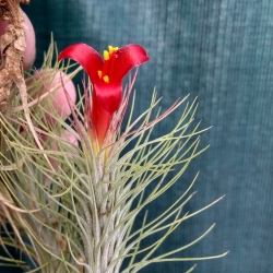 Tillandsia funckiana 