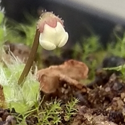 Pinguicula immaculata