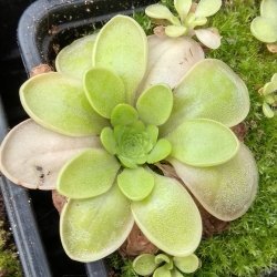 Pinguicula moranensis ,,Orchidioides,,