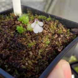 Pinguicula immaculata