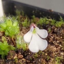 Pinguicula immaculata