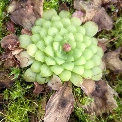 Pinguicula laueana , Tricolor,