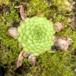 Pinguicula laueana 