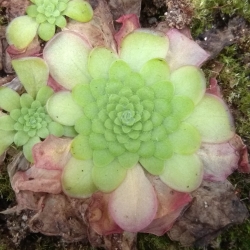 Pinguicula laueana 