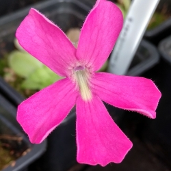 Pinguicula moranensis 