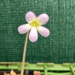 Pinguicula agnata 